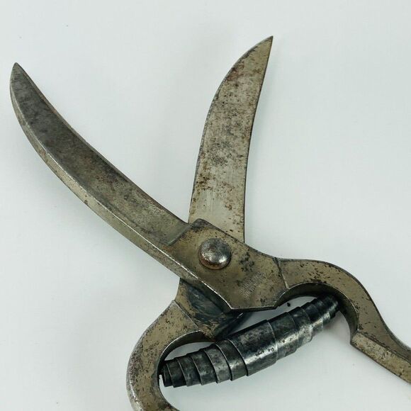 Haastert and Bull Wald Solingen Poultry Shears Vintage 40s 50s Working See Clasp - Picture 12 of 12